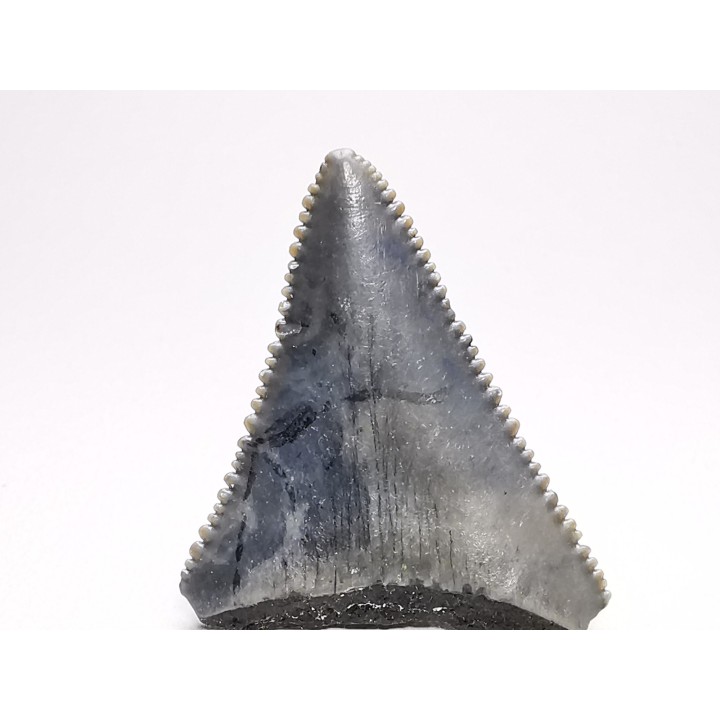 Dent fossile du GRAND REQUIN BLANC : Carcharodon carcharias