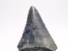 Fossil tooth of Great white shark: Carcharodon carcharias