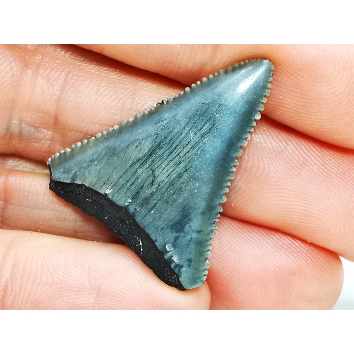 Dent fossile du GRAND REQUIN BLANC : Carcharodon carcharias