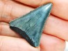 Fossil tooth of Great white shark: Carcharodon carcharias
