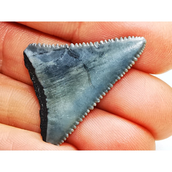 Fossil tooth of Great white shark: Carcharodon carcharias