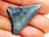 Fossil tooth of Great white shark: Carcharodon carcharias