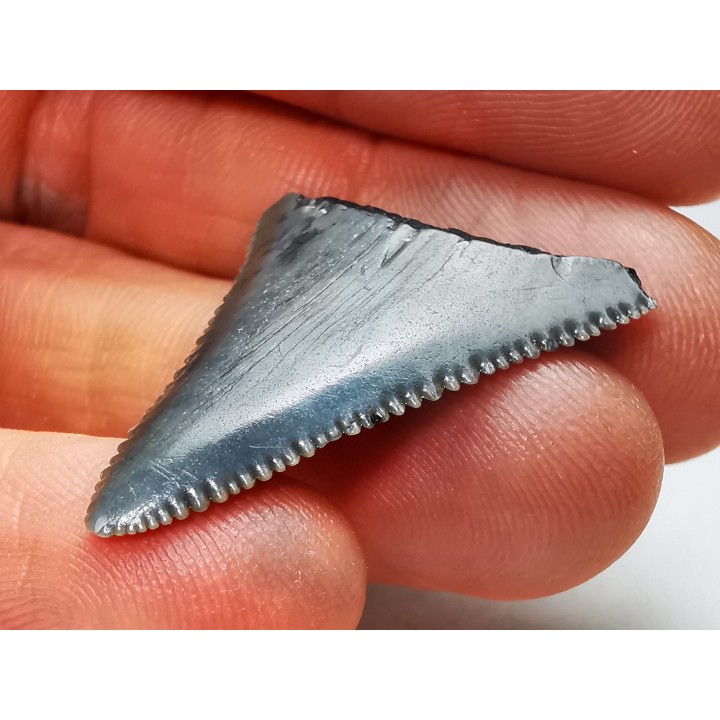 Fossil tooth of Great white shark: Carcharodon carcharias