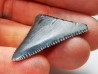 Fossil tooth of Great white shark: Carcharodon carcharias