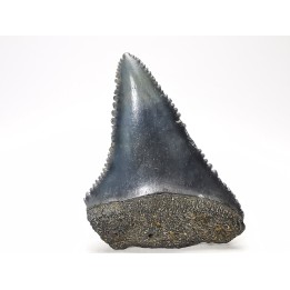 Fossil tooth of Great white shark: Carcharodon carcharias