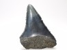 Dent fossile du GRAND REQUIN BLANC : Carcharodon carcharias