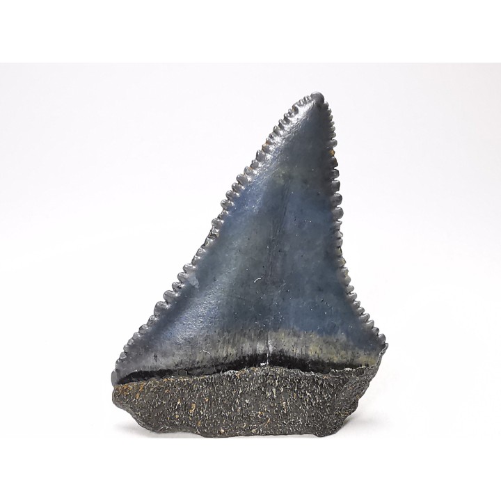 Dent fossile du GRAND REQUIN BLANC : Carcharodon carcharias