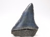 Fossil tooth of Great white shark: Carcharodon carcharias