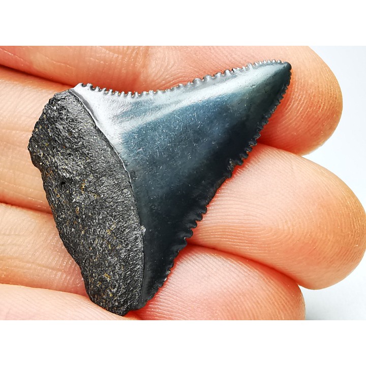 Fossil tooth of Great white shark: Carcharodon carcharias