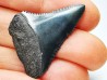 Fossil tooth of Great white shark: Carcharodon carcharias