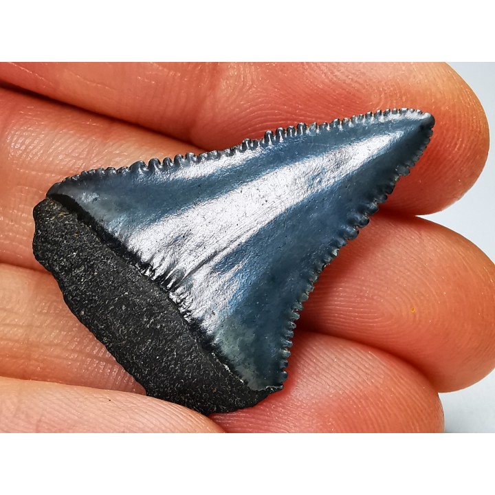 Dent fossile du GRAND REQUIN BLANC : Carcharodon carcharias