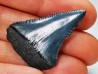 Dent fossile du GRAND REQUIN BLANC : Carcharodon carcharias