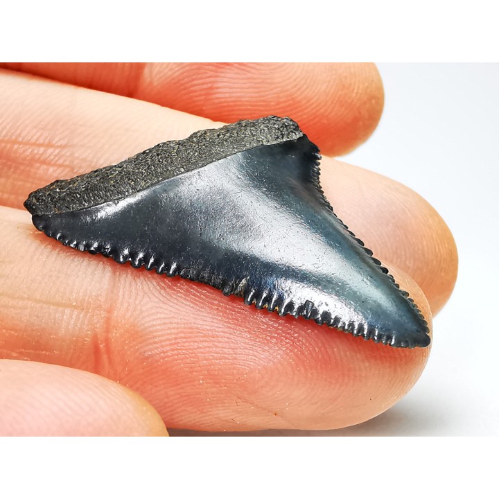 Fossil tooth of Great white shark: Carcharodon carcharias