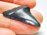 Dent fossile du GRAND REQUIN BLANC : Carcharodon carcharias