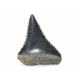 Fossil tooth of Great white shark: Carcharodon carcharias