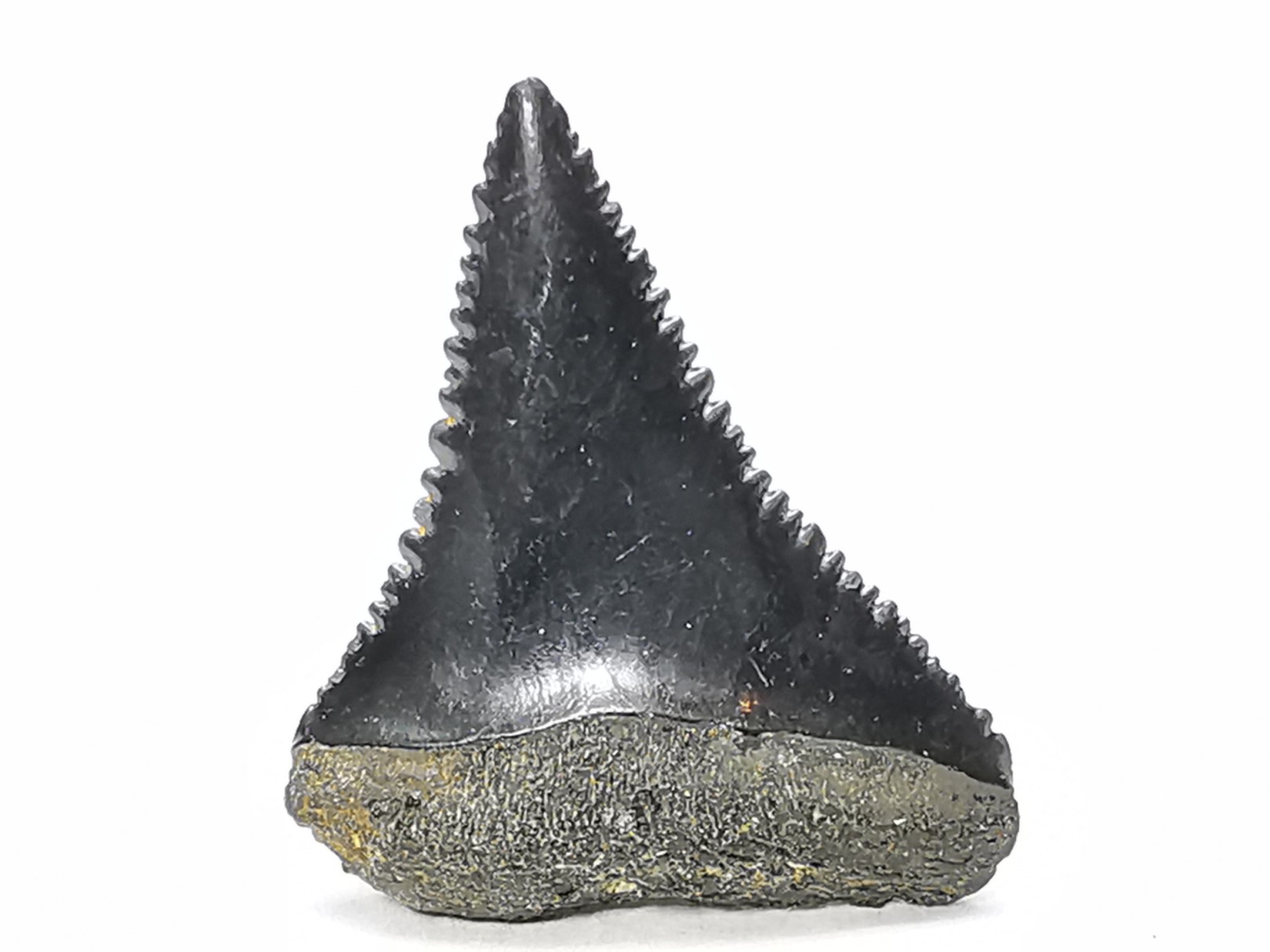 Fossil tooth of Great white shark: Carcharodon carcharias