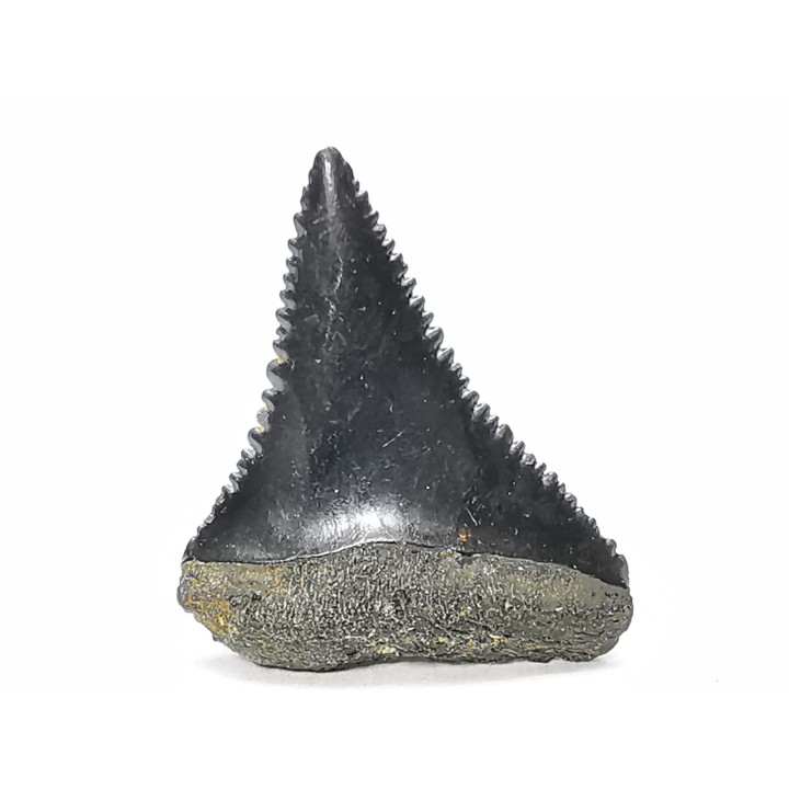 Fossil tooth of Great white shark: Carcharodon carcharias