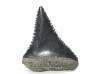 Fossil tooth of Great white shark: Carcharodon carcharias
