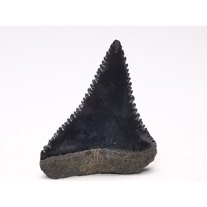 Dent fossile du GRAND REQUIN BLANC : Carcharodon carcharias