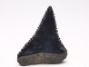 Dent fossile du GRAND REQUIN BLANC : Carcharodon carcharias