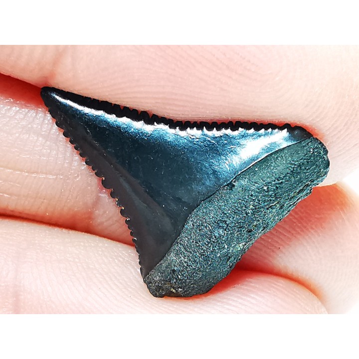 Fossil tooth of Great white shark: Carcharodon carcharias