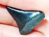 Dent fossile du GRAND REQUIN BLANC : Carcharodon carcharias