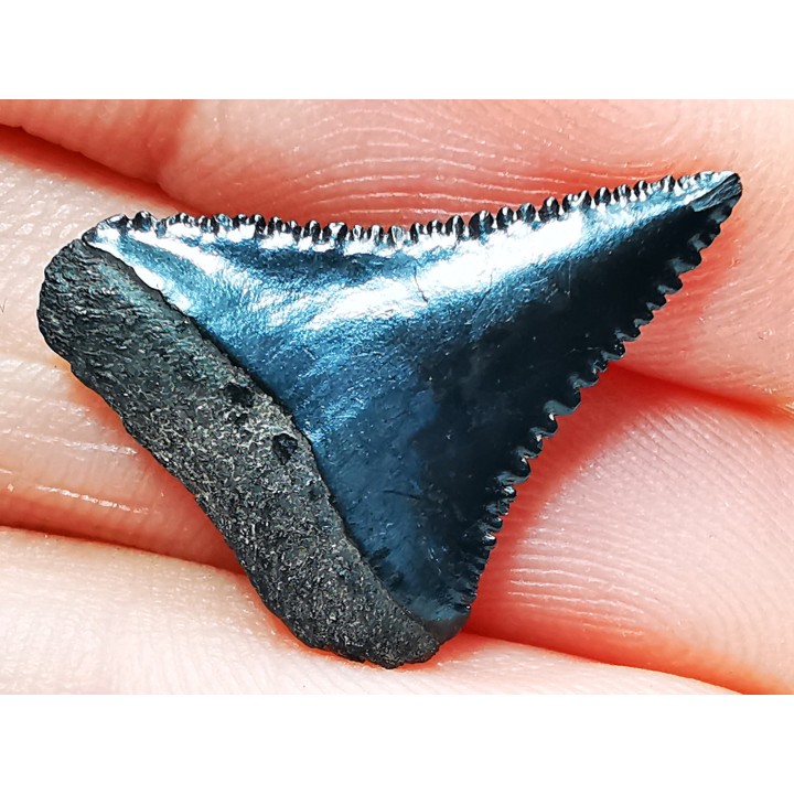 Fossil tooth of Great white shark: Carcharodon carcharias