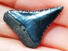 Fossil tooth of Great white shark: Carcharodon carcharias