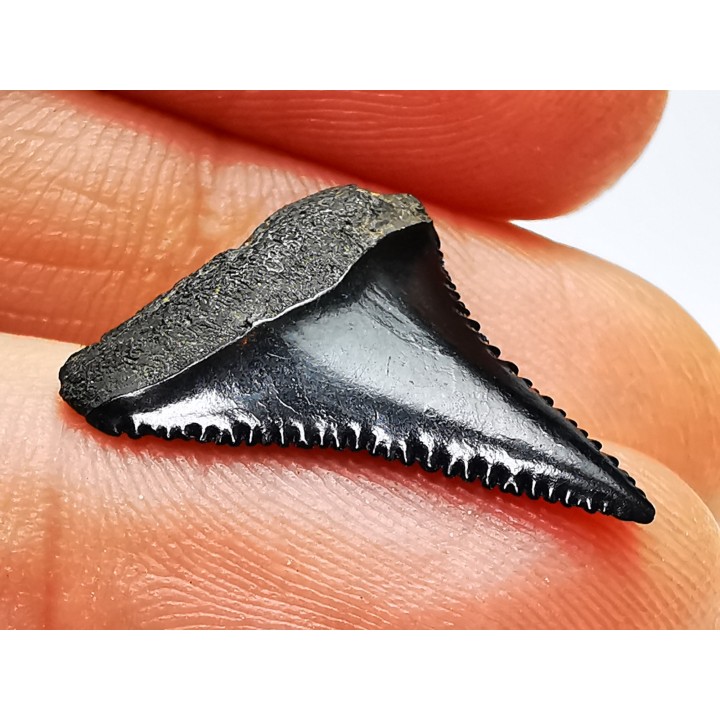 Fossil tooth of Great white shark: Carcharodon carcharias