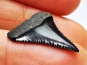 Fossil tooth of Great white shark: Carcharodon carcharias