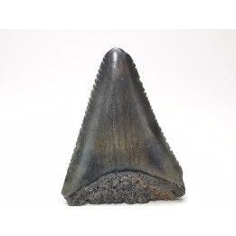 Fossil tooth of Great white shark: Carcharodon carcharias