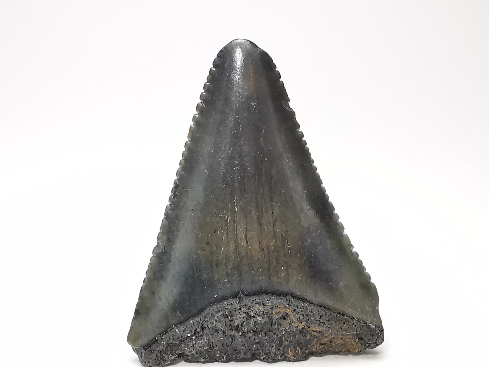 Fossil tooth of Great white shark: Carcharodon carcharias