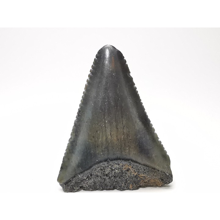 Fossil tooth of Great white shark: Carcharodon carcharias
