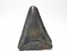 Dent fossile du GRAND REQUIN BLANC : Carcharodon carcharias