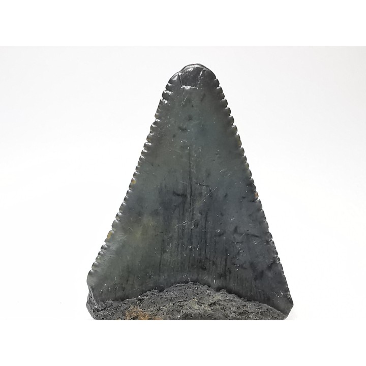 Fossil tooth of Great white shark: Carcharodon carcharias