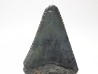 Fossil tooth of Great white shark: Carcharodon carcharias