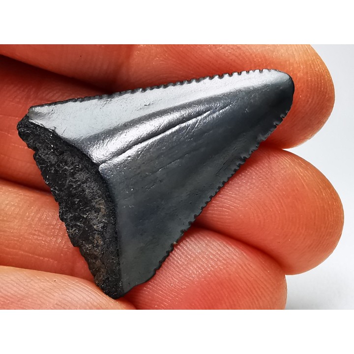 Fossil tooth of Great white shark: Carcharodon carcharias