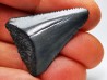 Dent fossile du GRAND REQUIN BLANC : Carcharodon carcharias