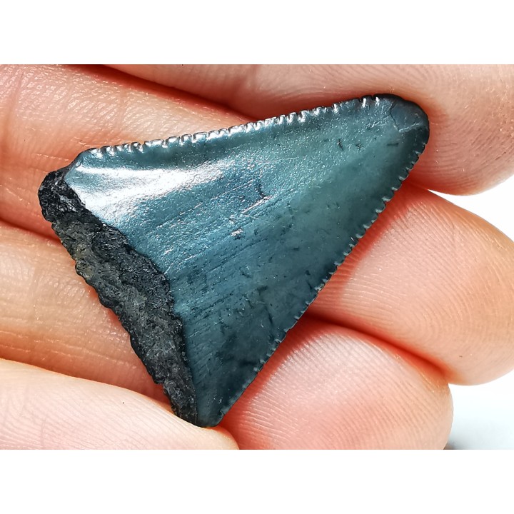 Fossil tooth of Great white shark: Carcharodon carcharias