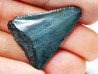 Fossil tooth of Great white shark: Carcharodon carcharias