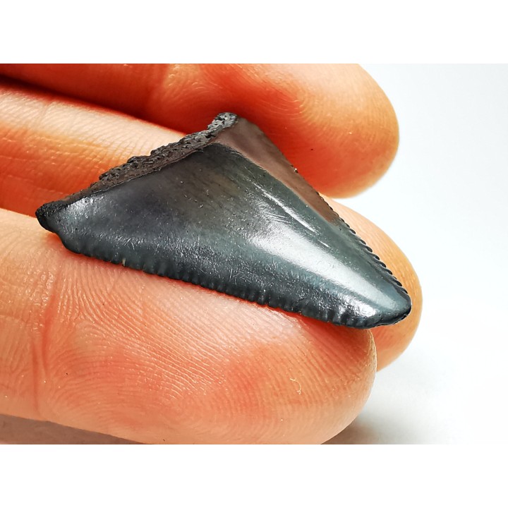 Dent fossile du GRAND REQUIN BLANC : Carcharodon carcharias