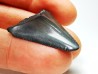 Fossil tooth of Great white shark: Carcharodon carcharias