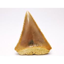 Fossil tooth of Great white shark: Carcharodon carcharias