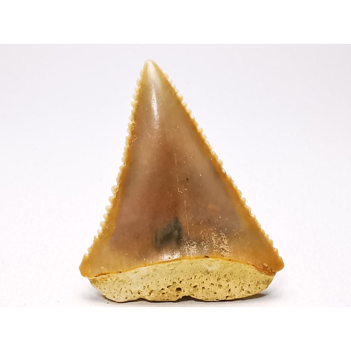 Fossil tooth of Great white shark: Carcharodon carcharias