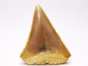 Fossil tooth of Great white shark: Carcharodon carcharias