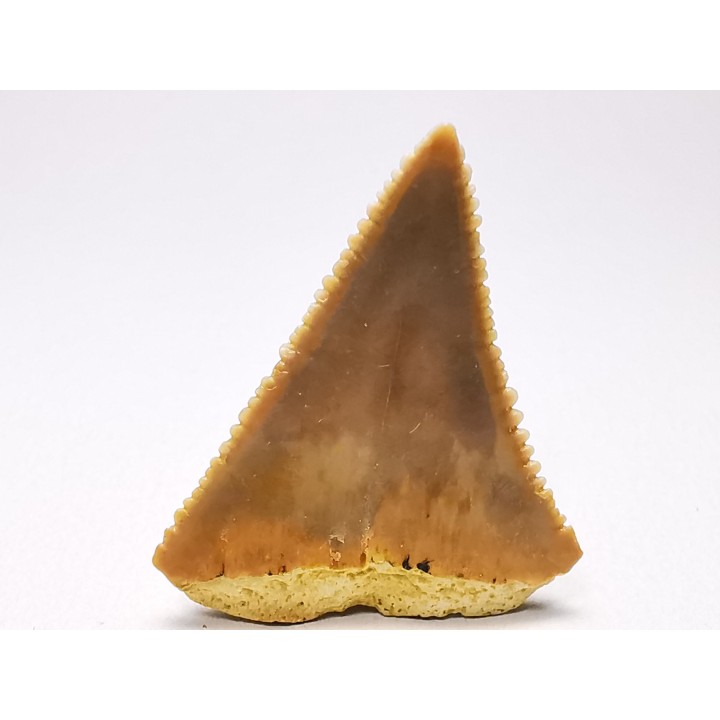 Dent fossile du GRAND REQUIN BLANC : Carcharodon carcharias