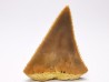 Dent fossile du GRAND REQUIN BLANC : Carcharodon carcharias