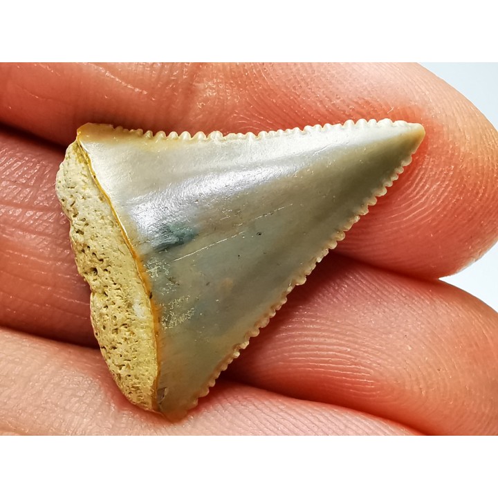 Fossil tooth of Great white shark: Carcharodon carcharias