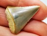 Fossil tooth of Great white shark: Carcharodon carcharias