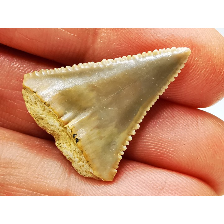 Dent fossile du GRAND REQUIN BLANC : Carcharodon carcharias